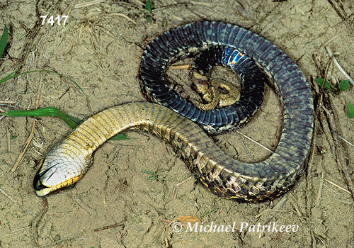 Eastern Hognose Snake (Heterodon platirhinos)